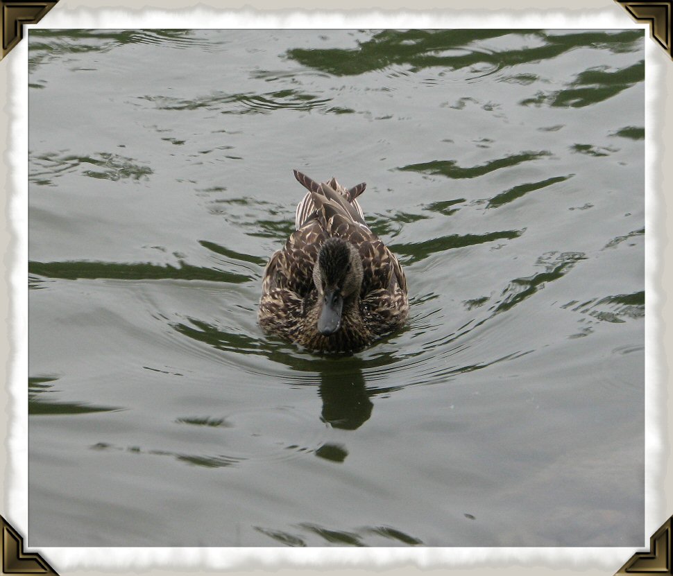 Duck swimming